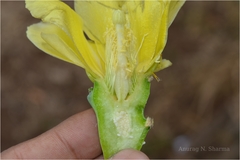 Opuntia stricta var. dillenii
